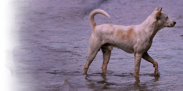 Dogs are stranded at flooded temples, Kinship Circle