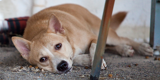 Sad dog rescue at flood shelter, (c) Kinship Circle