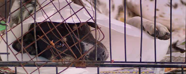 Spot is rescued from Thailand floods, (c) Kinship Circle
