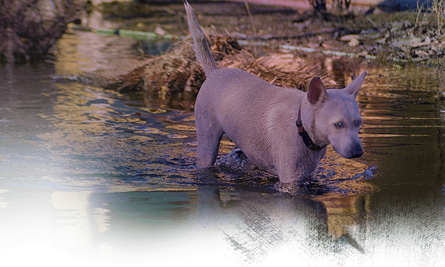 A white dog paddles toward dry curb, (c) Kinship Circle