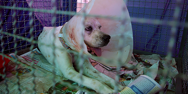 A flood rescue dog recovers, (c) Kinship Circle