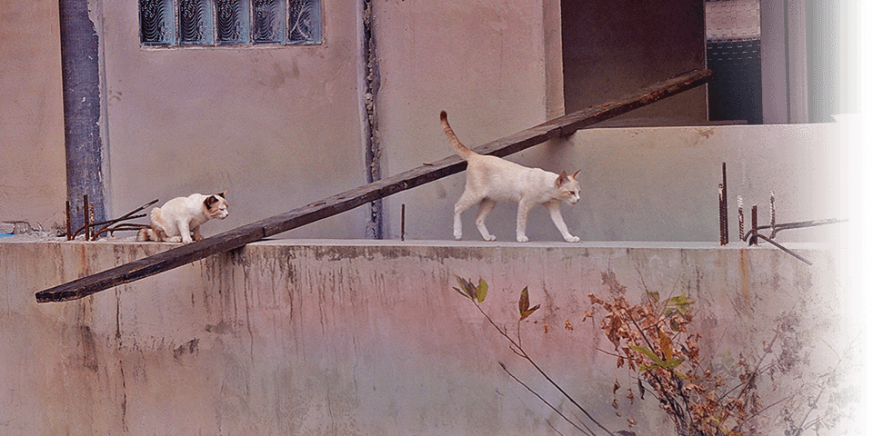 Cats are perched high above water (c) Kinship Circle