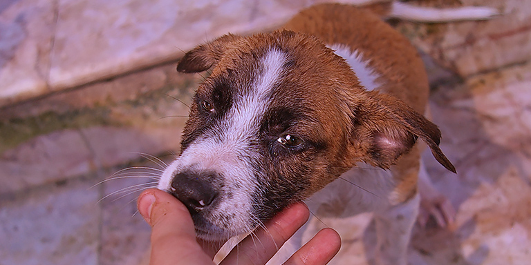 Cara Blome and flood puppy, (c) Kinship Circle