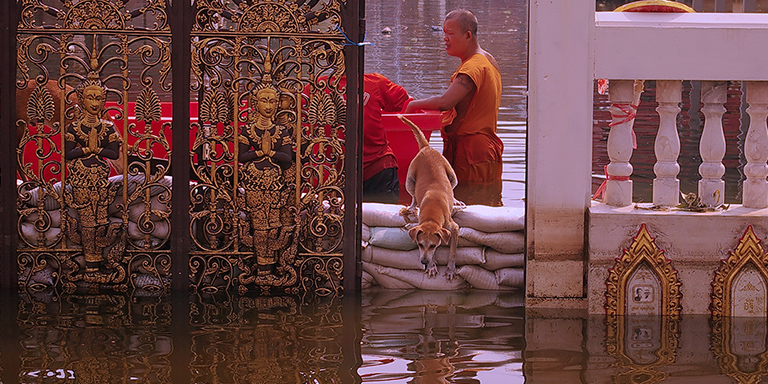 Monks have fed animals at monastaries, Kinship Circle