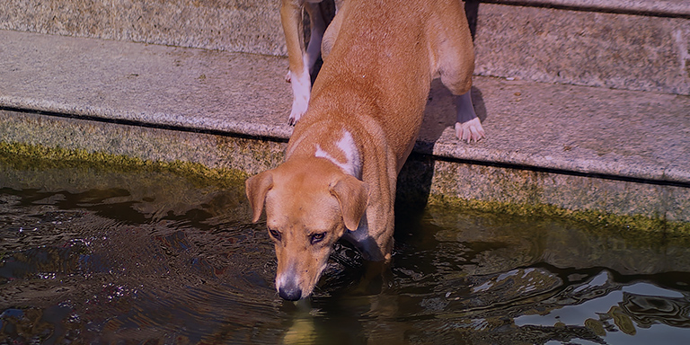 A dog drinks from floodwaters, (c) Kinship Circle