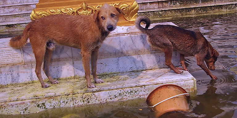 Dogs inhabit dry spots at flood temples, Kinship Circle