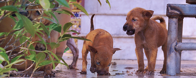 Pups bounce down steps that end in water, Kinship Circle