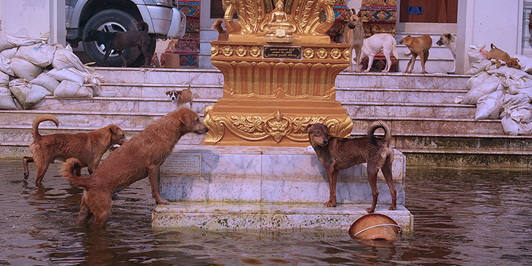 Finding dry haven at flooded temples, (c) Kinship Circle