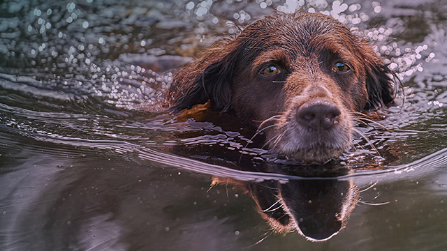 Dogs swim in search of high dry spots, (c) Kinship Circle