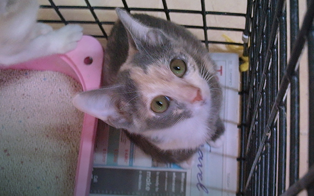 Cats are found, hungry and hiding, (c) Kinship Circle