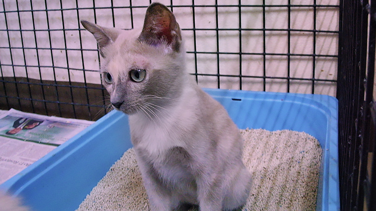 Cat rescues go to SCAD Cat Center, (c) Kinship Circle