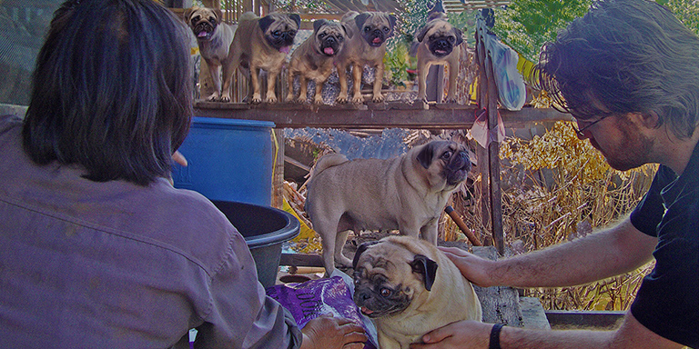 Pugs and a poodle are stranded, (c) Kinship Circle