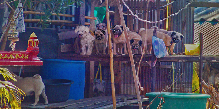 Aid goes to stranded pugs, a poodle (c) Kinship Circle