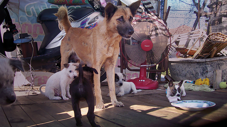 Two moms and 15 pups at one flood site, Kinship Circle