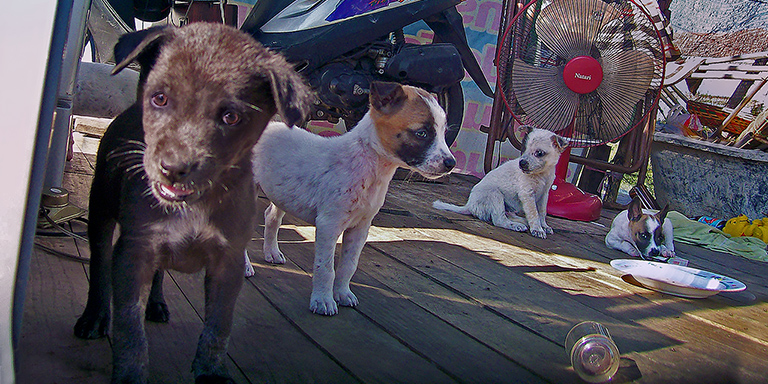 Puppies at a flooded hut, (c) Kinship Circle