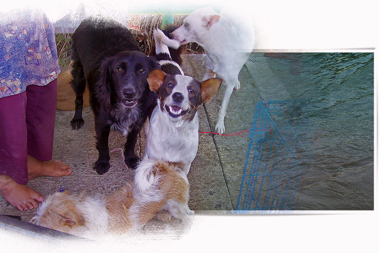 A woman cares for dogs atop a bridge, (c) Kinship Circle