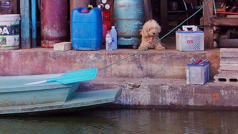 A shop dog awaits food and care, (c) Kinship Circle