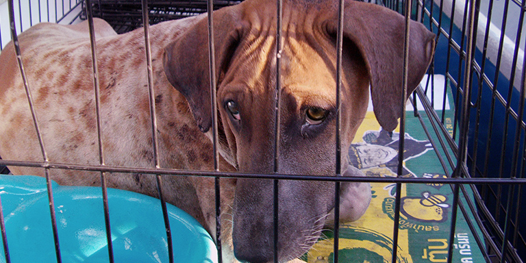 A dog rescued in flooded Rangsit, Kinship Circle