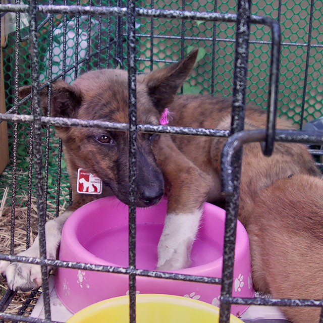 One of many pups at disaster shelter (c) Kinship Circle