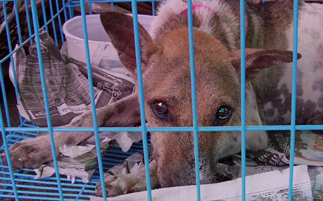 A dog recovers at the disaster shelter (c) Kinship Circle