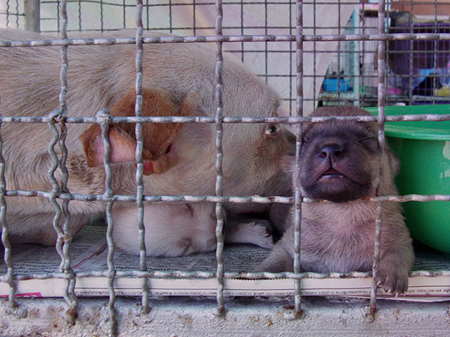 Mom and newborns at flood shelter (c) Kinship Circle