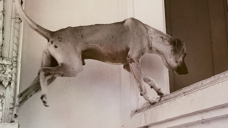 A dog leaps ledge to ledge over water, (c) Kinship Circle