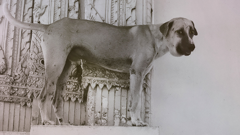 A stranded dog at flood-filled temple, (c) Kinship Circle