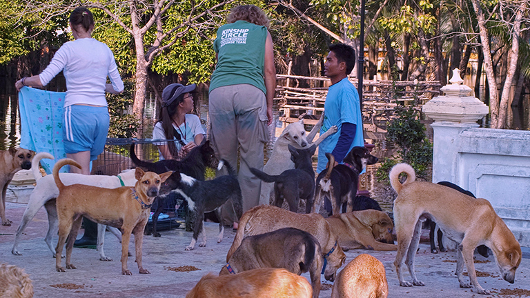 Dogs huddle close at dry spots, (c) Kinship Circle