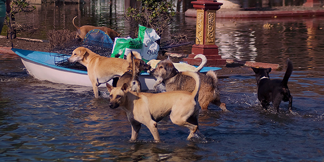 Dogs follow us during food drops, (c) Kinship Circle