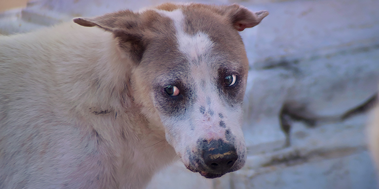 This dog has a chronic jaw injury, (c) Kinship Circle