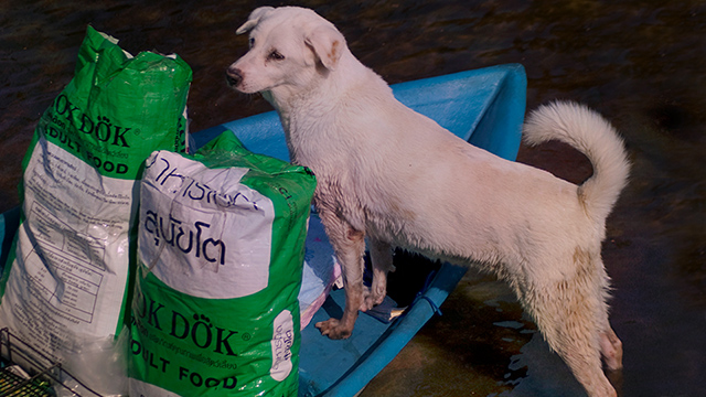 A hungry white dog at our food boat, (c) Kinship Circle