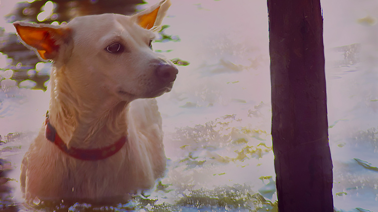 A hungry white dog in floodwaters, (c) Kinship Circle