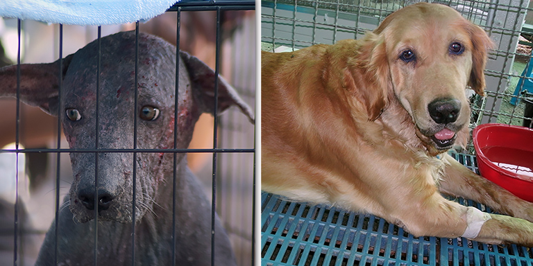 Updates on dogs Harry and Jenny (c) Kinship Circle