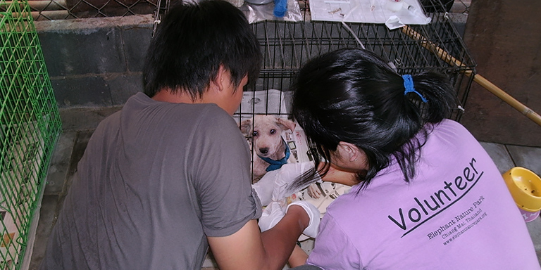 Pong and Corinna treat parvo pup, (c) Kinship Circle