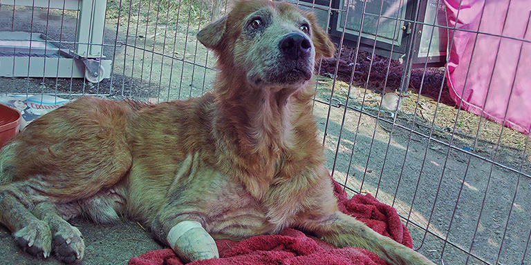 Old Boy's leg is amputated, (c) Kinship Circle