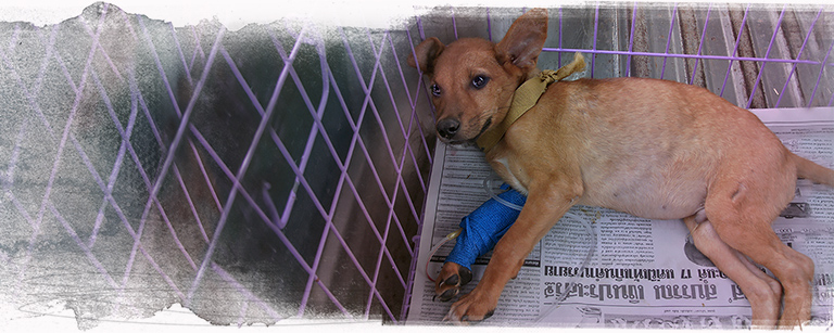 A flood pup is treated for parvo, (c) Kinship Circle