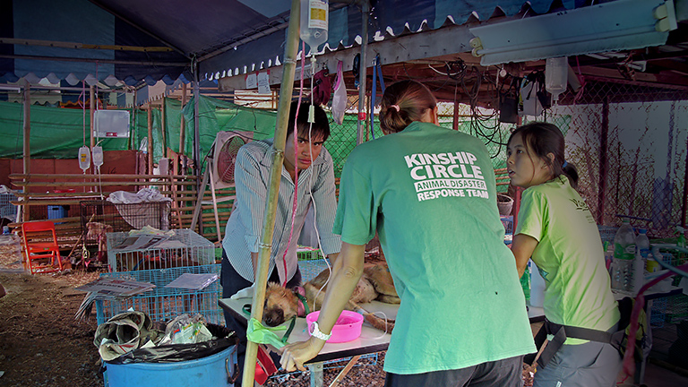 A sick dog gets IV hydration (c) Kinship Circle