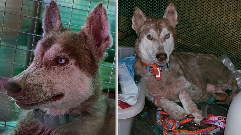Zombie at shelter after rescue, (c) Kinship Circle