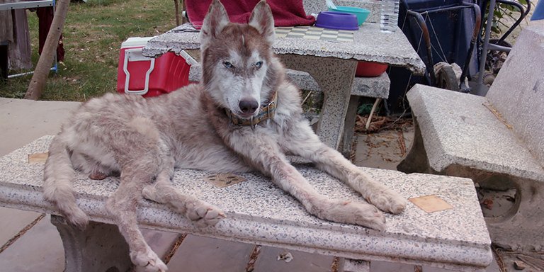 Zombie gets fur after mange heals (c) Kinship Circle