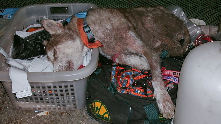 Zombie falls asleep in laundry basket, (c) Kinship Circle