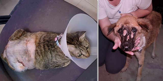 Sick animals recover in flood shelter, (c) Kinship Circle