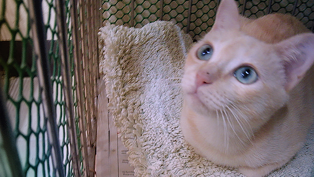 A rescued flood cat at SCAD Center, (c) Kinship Circle