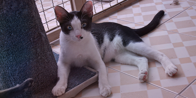 Cats recover separately from dogs, (c) Kinship Circle