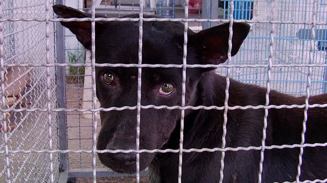 A sad dog waits at the flood shelter, (c) Kinship Circle