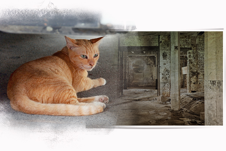 Cats finally get safe haven from dogs, (c) Kinship Circle