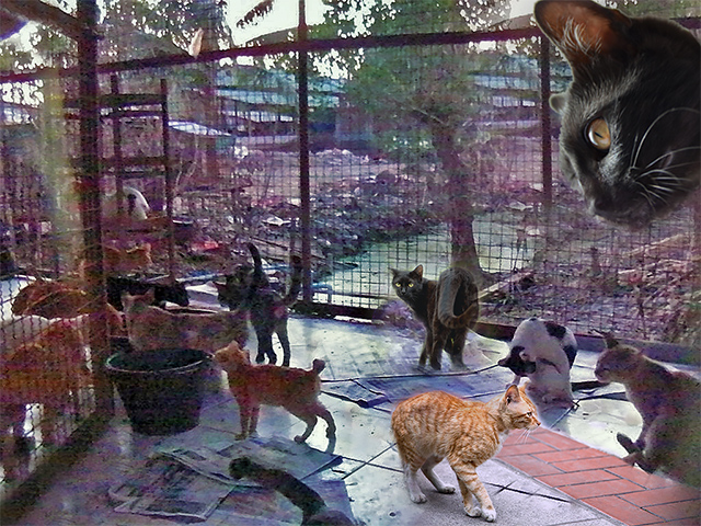 We build a safe cattery for felines, (c) Kinship Circle