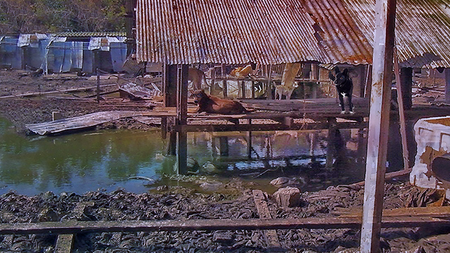 Some 1000 animals are found in muck, (c) Kinship Circle