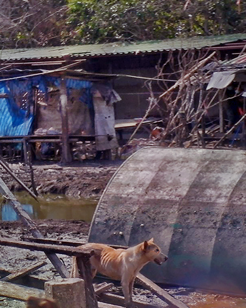 Many animals are emaciated (c) Kinship Circle
