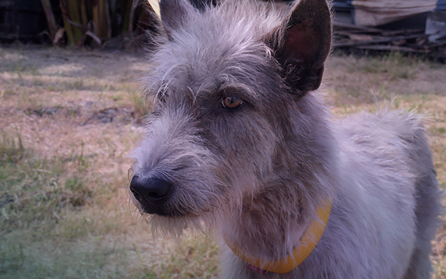 Gray terrier Mum at flood shelter, (c) Kinship Circle