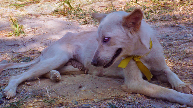 Sammy recovers at disaster shelter, (c) Kinship Circle
